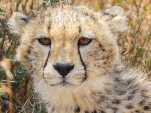 Tanzania